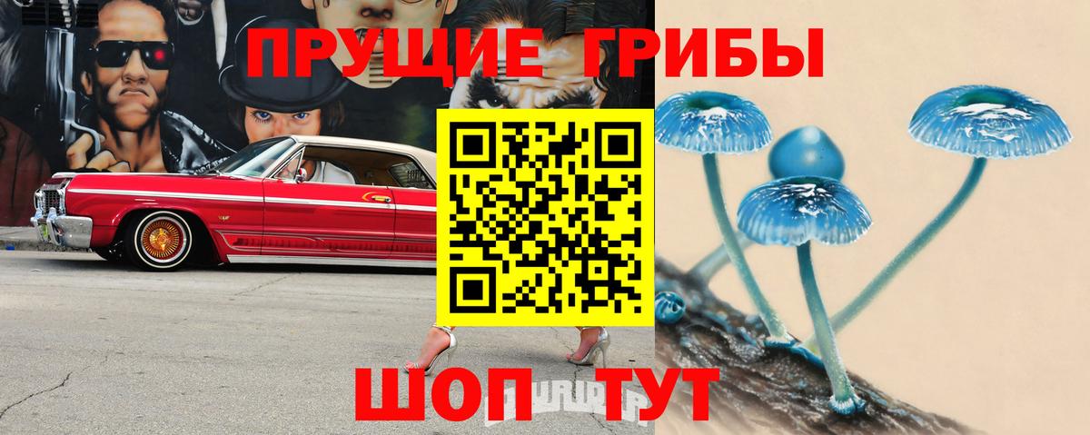Псилоцибиновые грибы Psilocybine cubensis Горно-Алтайск